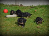 Chiots Teckel Nain à poil dur à vendre