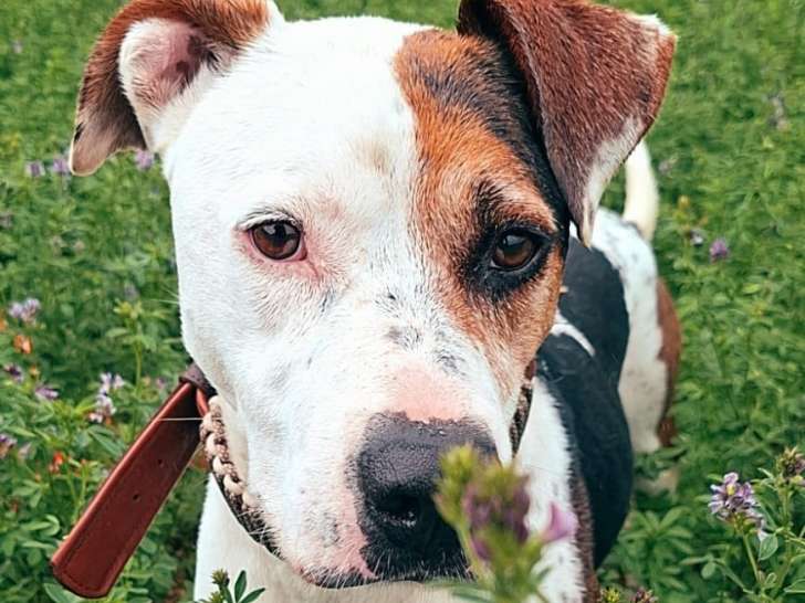 TYSON