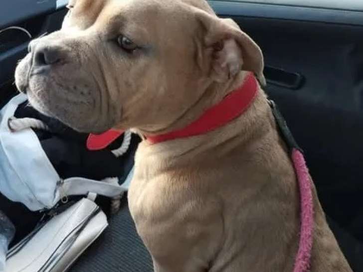 À adopter : chienne Bull Terrier Miniature de 2 ans