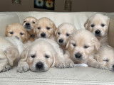 Chiots Golden Retriever LOF à vendre