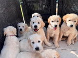 Chiots Golden Retriever LOF à vendre