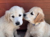 Chiots Golden Retriever LOF à vendre