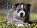 À réserver, 8 chiots Husky Sibérien (LOF)