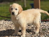 Chiots Golden Retriever LOF à vendre