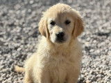 Chiots Golden Retriever LOF à vendre
