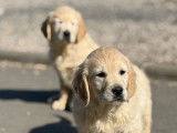 Chiots Golden Retriever LOF à vendre