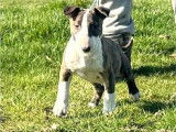 À vendre, 2 chiots mâles Bull Terrier LOF