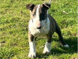À vendre, 2 chiots mâles Bull Terrier LOF