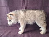 À réserver, 8 chiots Husky Sibérien LOF