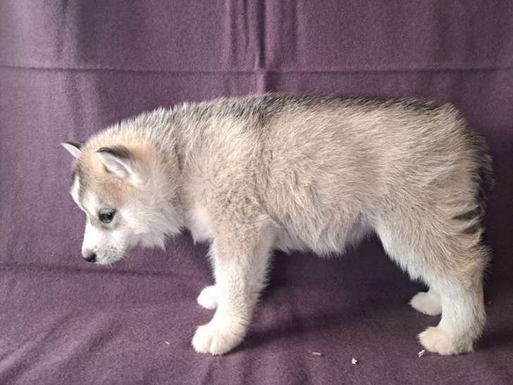 À réserver, 8 chiots Husky Sibérien LOF