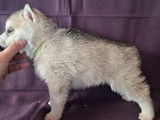 À réserver, 8 chiots Husky Sibérien LOF