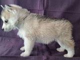 À réserver, 8 chiots Husky Sibérien LOF