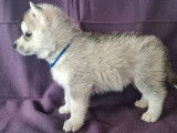 À réserver, 8 chiots Husky Sibérien LOF