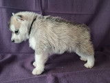 À réserver, 8 chiots Husky Sibérien LOF