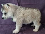 À réserver, 8 chiots Husky Sibérien LOF