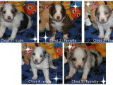 Chiots Berger Australien LOF à vendre