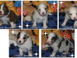 Chiots Berger Australien LOF à vendre