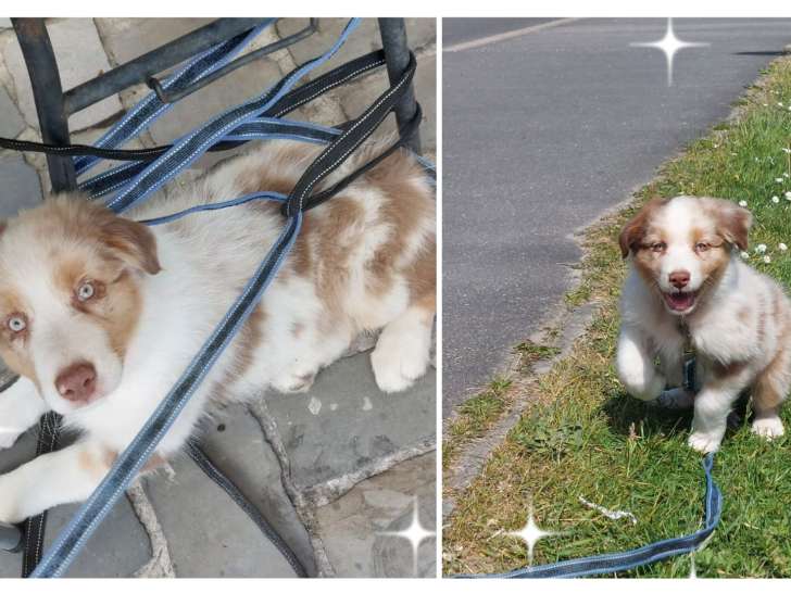 Chiots Berger Australien LOF à vendre