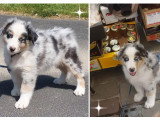 Chiots Berger Australien LOF à vendre
