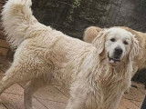 Chien mâle Golden Retriever 2 ans pour saillie (LOF)