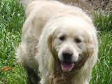 Chien mâle Golden Retriever 2 ans pour saillie (LOF)