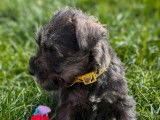 5 chiots Schnauzers Nains LOF à vendre
