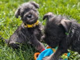 5 chiots Schnauzers Nains LOF à vendre