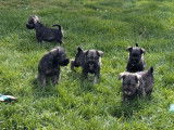 5 chiots Schnauzers Nains LOF à vendre