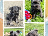 5 chiots Schnauzers Nains LOF à vendre