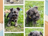 5 chiots Schnauzers Nains LOF à vendre