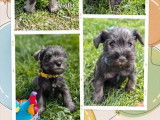 5 chiots Schnauzers Nains LOF à vendre