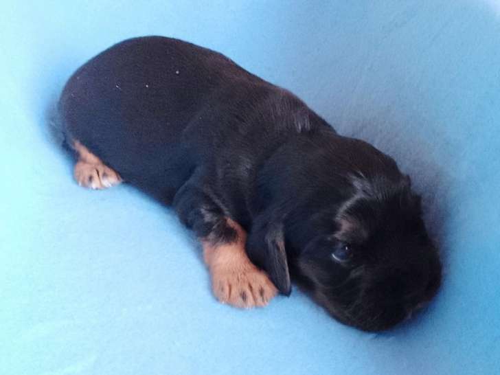 À réserver, 6 chiots Cockers Anglais LOF