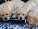 À vendre, chiots Labrador sable (LOF)