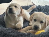 À vendre, chiots Labrador sable (LOF)