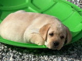 À vendre, chiots Labrador sable (LOF)