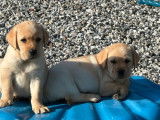 À vendre, chiots Labrador sable (LOF)