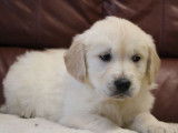 1 chiot mâle Golden Retriever couleur sable clair LOF à vendre