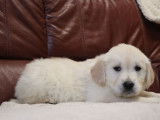 1 chiot mâle Golden Retriever couleur sable clair LOF à vendre