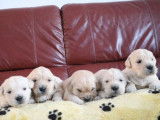 1 chiot mâle Golden Retriever couleur sable clair LOF à vendre