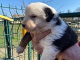 4 chiots Berger Australien LOF disponibles à la vente