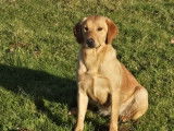 À vendre, 1 chien femelle Labrador LOF