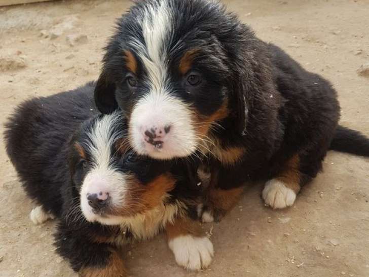 À réserver, 3 chiots Bouviers Bernois LOF