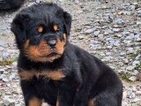 4 chiots Rottweilers à réserver (LOF)
