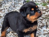 4 chiots Rottweilers à réserver (LOF)