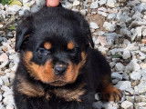 4 chiots Rottweilers à réserver (LOF)