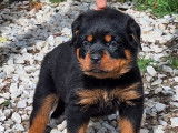 4 chiots Rottweilers à réserver (LOF)