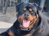 4 chiots Rottweilers à réserver (LOF)
