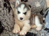 Magnifiques chiots Husky de Sibérie LOF à vendre
