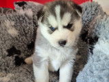 Magnifiques chiots Husky de Sibérie LOF à vendre
