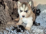 Magnifiques chiots Husky de Sibérie LOF à vendre